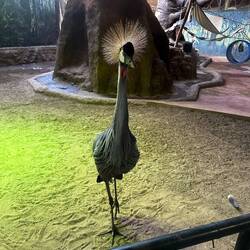Grey Crowned Crane