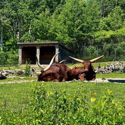 Ankole-Watusi Cattle