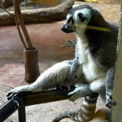Comfy Ring-Tailed Lemur