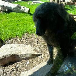 Olive Baboon