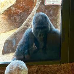 Western lowlands gorilla