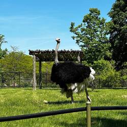 Ostrich