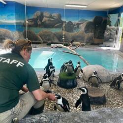 African Penguins