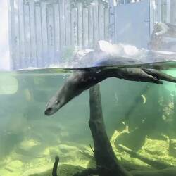 Very playful River Otter