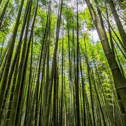 Nice and cool amongst the bamboo