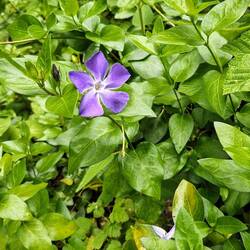 Wild vinca (periwinkle)