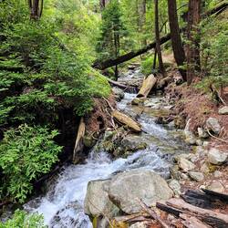 Cascading Creek and redwood groves