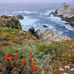 Indian paintbrush and purple asters on the rocky bluff