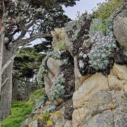 Succulents and flowers nestled in boulder crevices