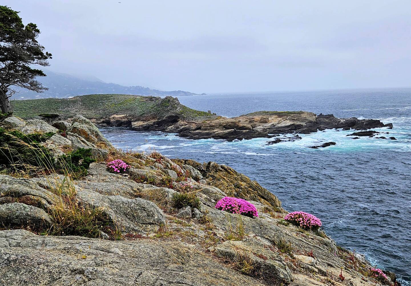 Pink phlox clings to the cliffs