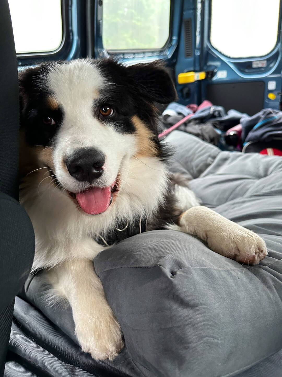 Buddy ist bereit für das nächste Ziel.🥰