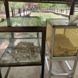 Just some of the many bones that were here
