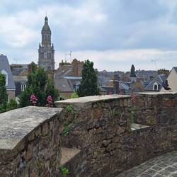 überall sprießt die rote Spornblume