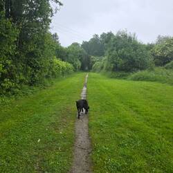 Niska enjoying exploring the track, despite the damp and grey skies