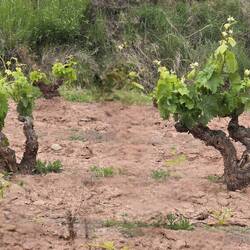 These vines caught our attention as they look like little people burying their heads in the sand! 🤣