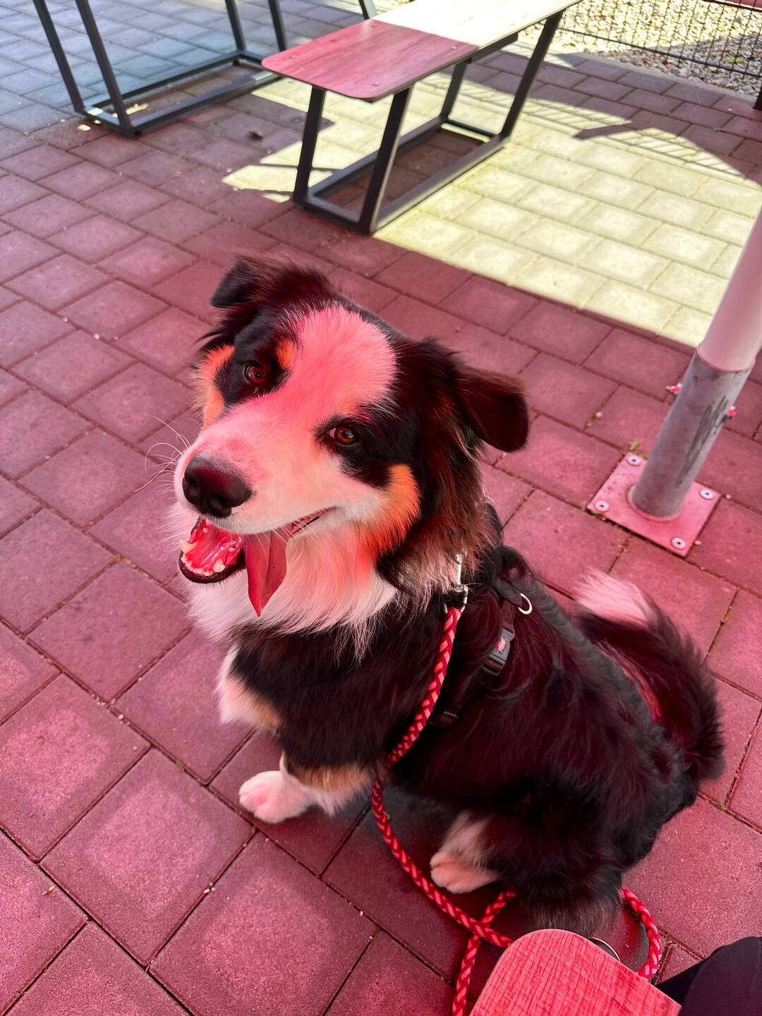 Buddy sitzt schön im Schatten. Er riecht das Hähnchen 🍗