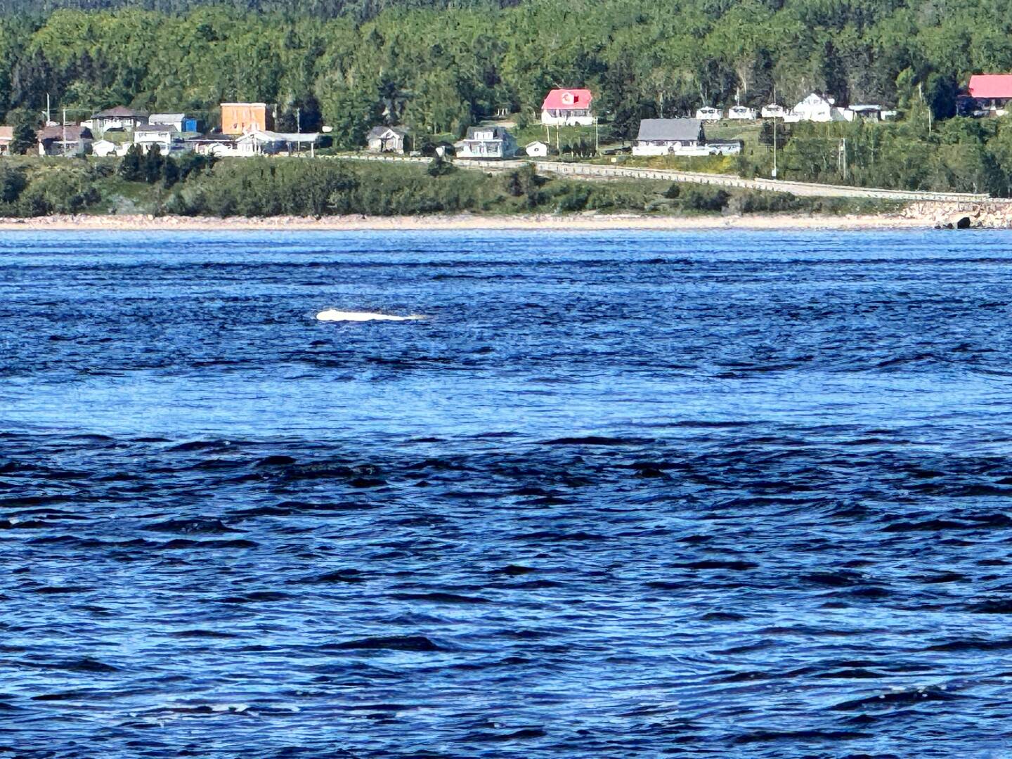 Beluga