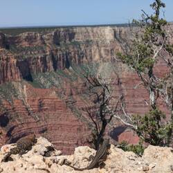 Also the lizards adimire the Grand Canyon. They even camouflage like their home mountain.