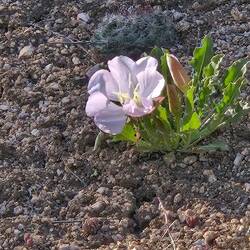 Flowers on my hike.