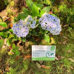 Onze eerste hortensia