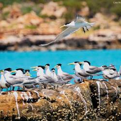 Crested Terns — Bigge Island, Kimberley.