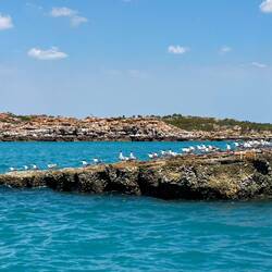 Crested Terns — Bigge Island, Kimberley.