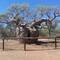 Boab Tree Derby