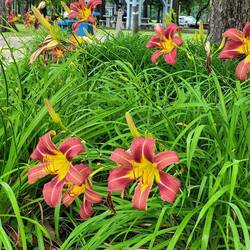 Alabama lilies