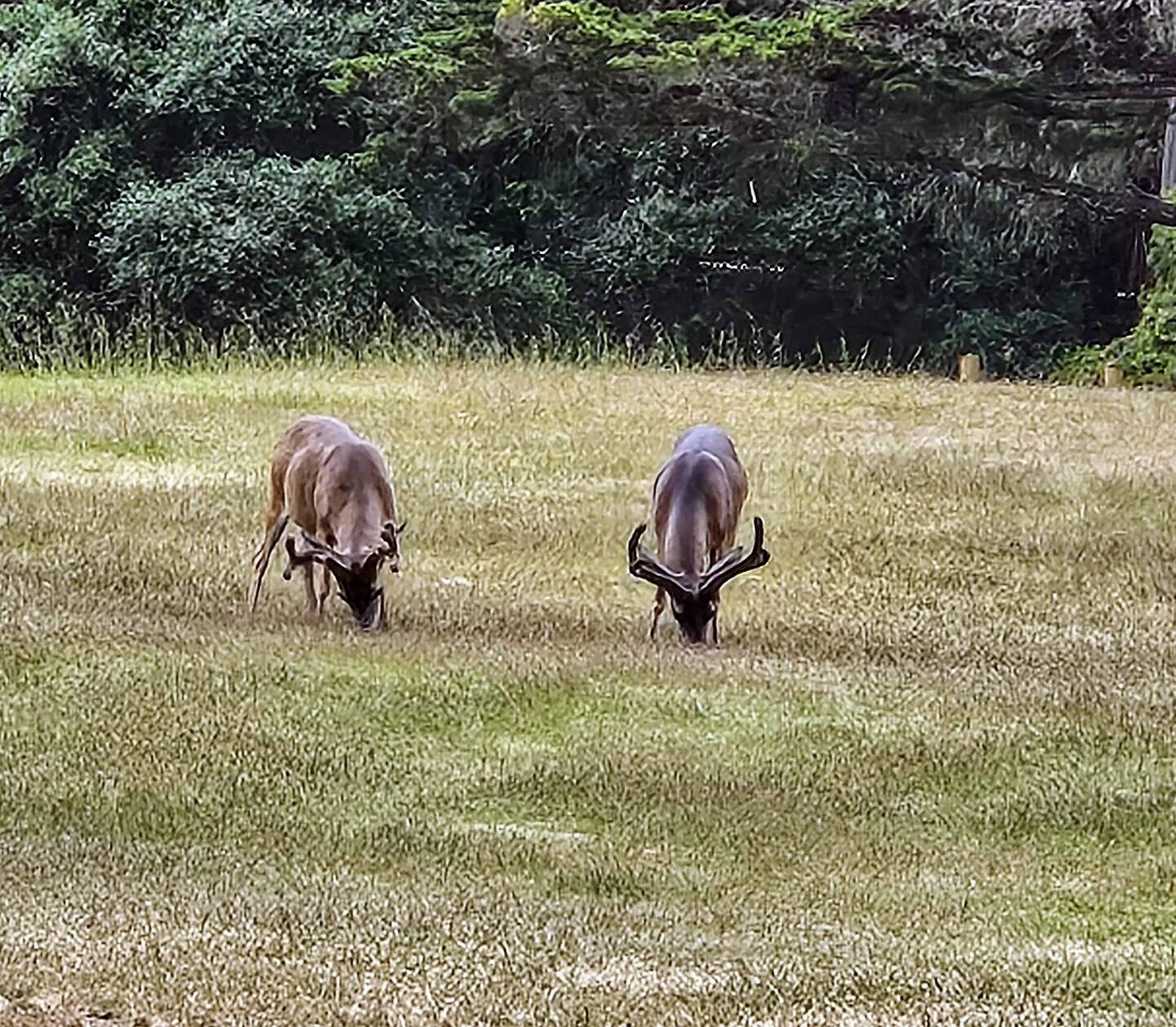 Fifth time on the trip to see deer