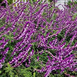 Mexican Bush Sage, colors NOT enhanced. Why don't mine look like this?