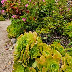Massive succulent with 5-foot tall begonia bush in background