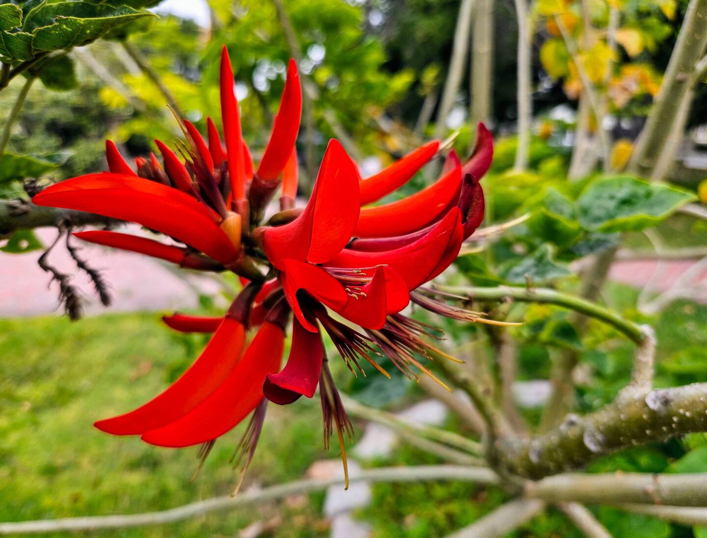 No idea what this beauty is!