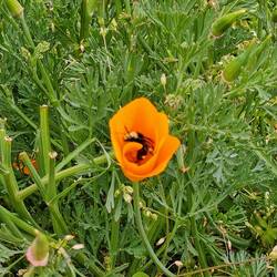 A bit blurry, but I love the bee!