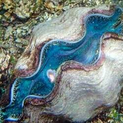 these are some giant clams … we saw them while snorkeling
