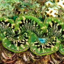 Unfortunately I have no equipment for underwater photography