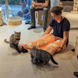 Cats at the cat cafe