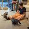 Cats at the cat cafe