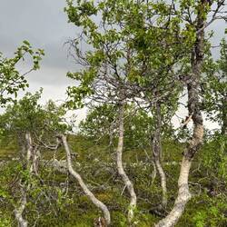 Krüppelbirken auf ca. 900m ü.M.