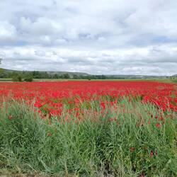 Poppies!