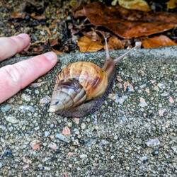 What a snail!