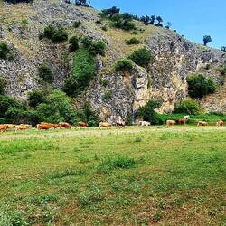 Kuhherde auf der Durchreise