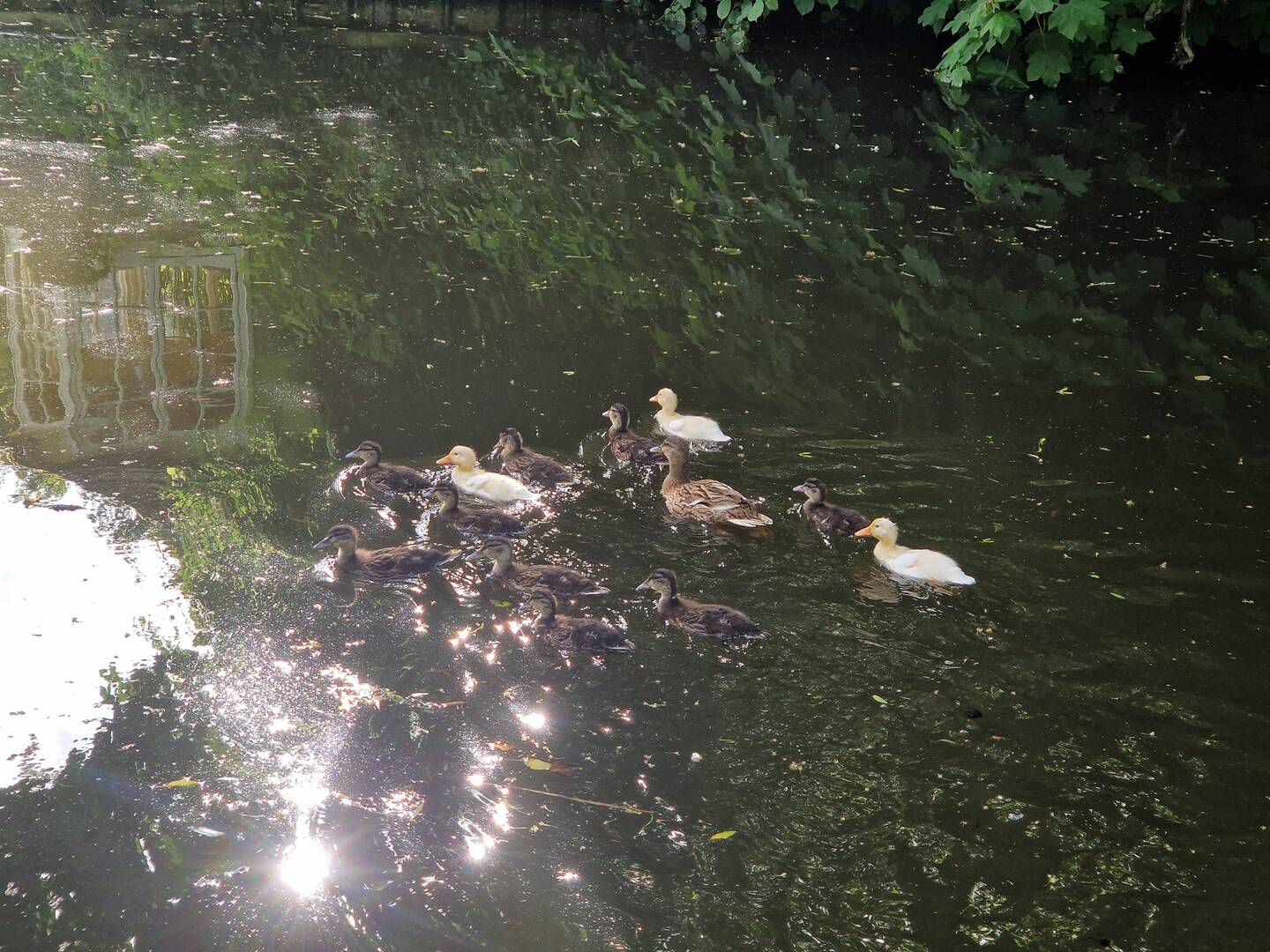 A mixed brood of ducklings