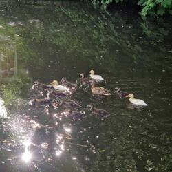A mixed brood of ducklings