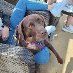 The chocolate lab, Rosie, sat next to us on the crossing. Like Cadbury, she was gorgeous 😍