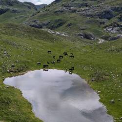Wildpferde