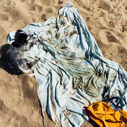 Decke am Strand können wir uns ab sofort sparen 🫣🐶😳