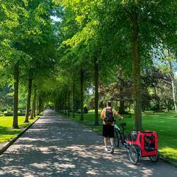 So eine schöne Allee im Park zum durchfahren.😍🌳
