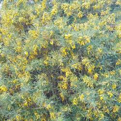 Mad kowhai! Don't they realise it's winter!!