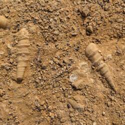 Fossils 🤓