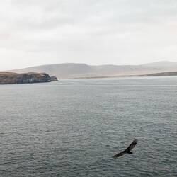 A common Turkey Vulture soaring over the cold ocean